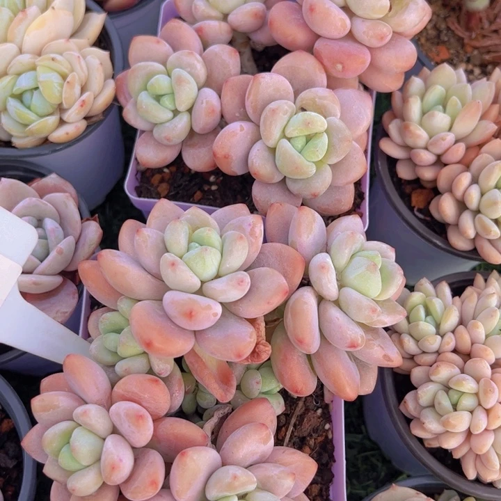 健健康康平平安安