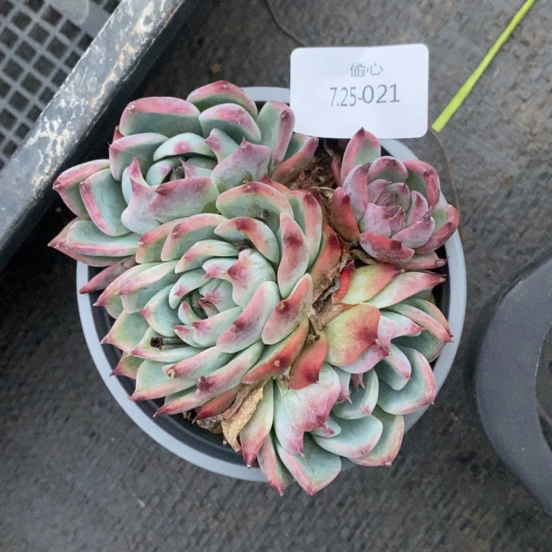 叶*725021多肉群多肉多肉