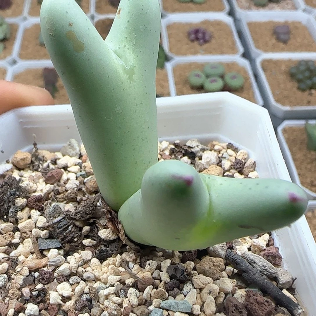 黑***）哈哈哈哈哈哈绿47428