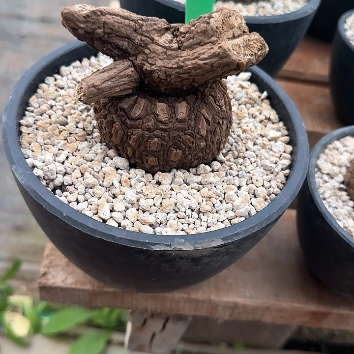 山乌龟植物植物植物