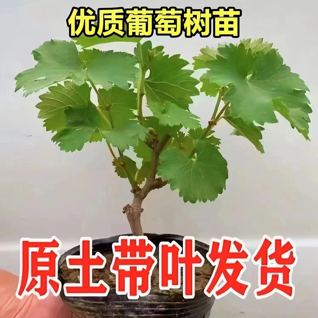 原土带叶盆栽地栽南北方种植易管理好成活