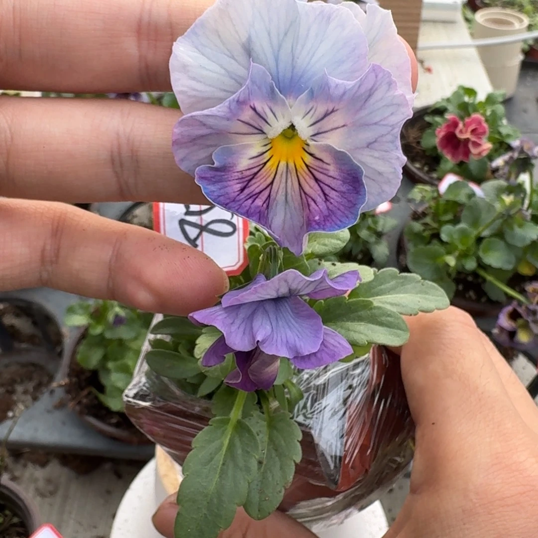 大部分花苞少量开放85