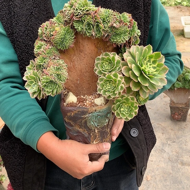 海王朵朵脱土发货啊