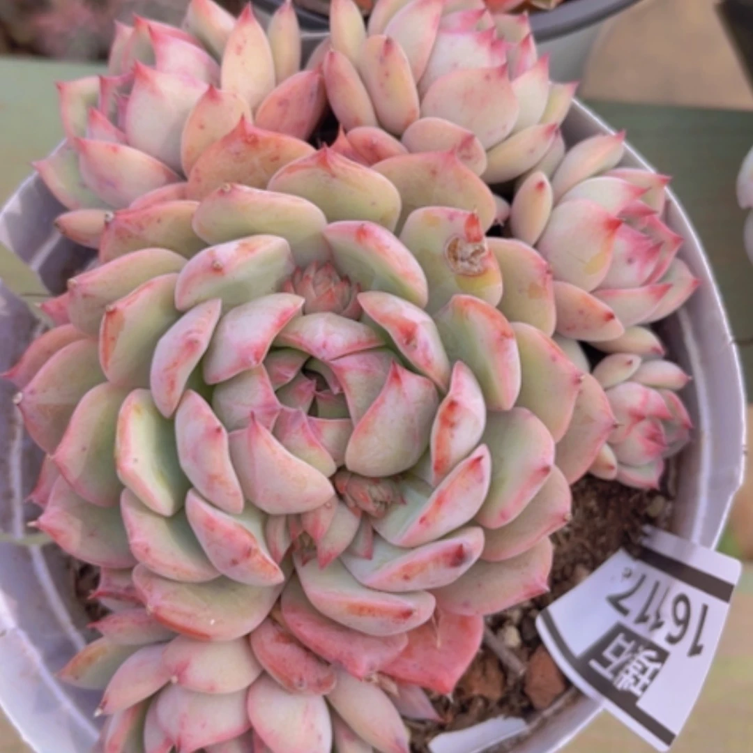 【闪购商品】棱镜16117