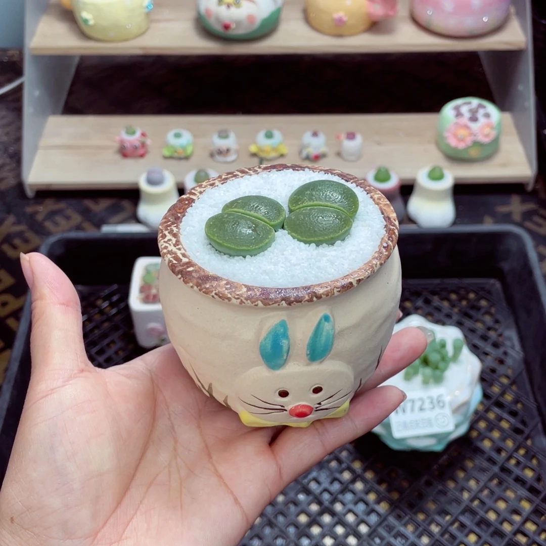 w7237 带盆土发货一物一拍