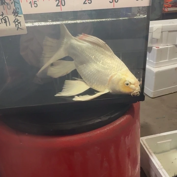 蜗***牛蝴蝶鲤鱼蝴蝶鲤包邮98微瑕