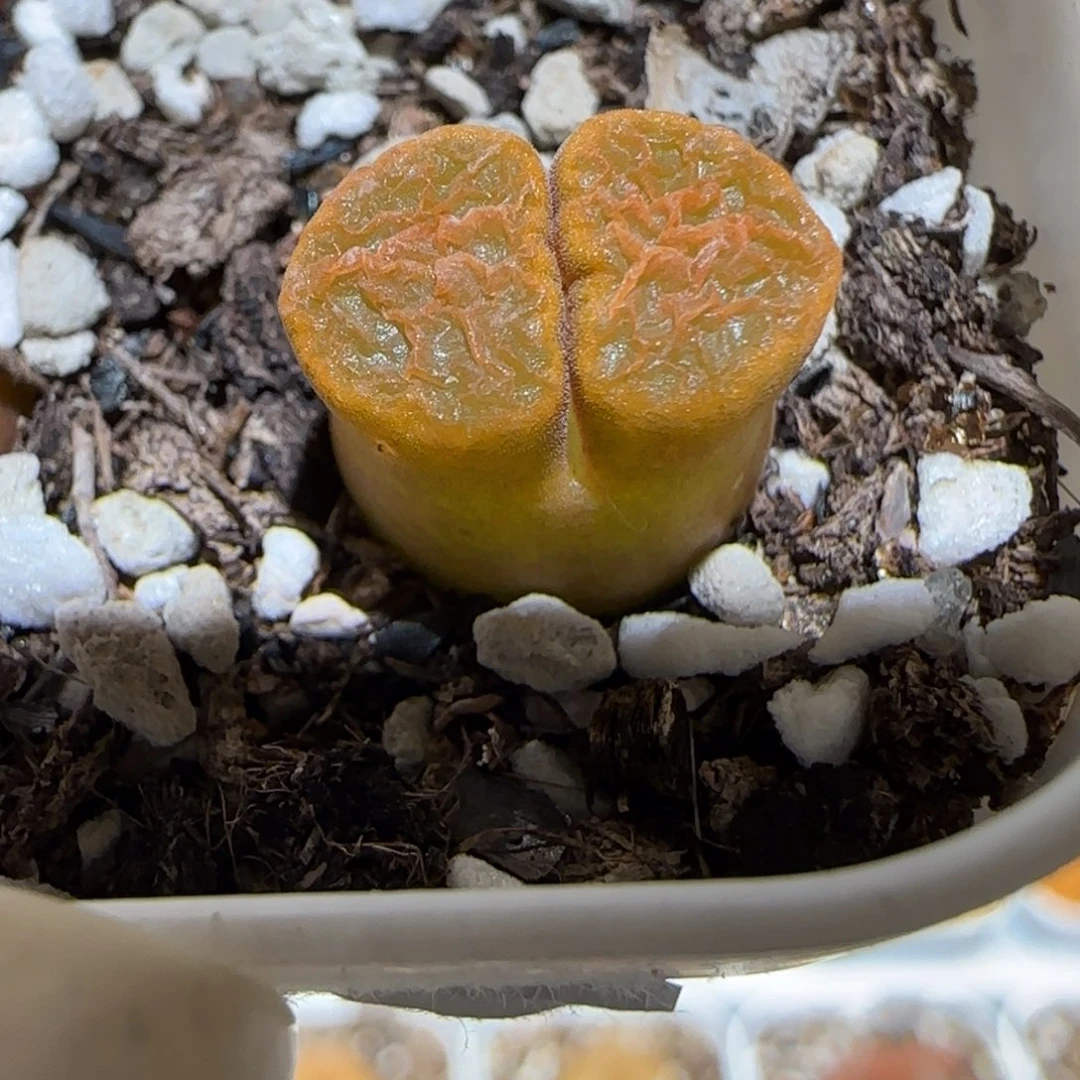 肉锥多肉植物百科4-超级蛋糕245