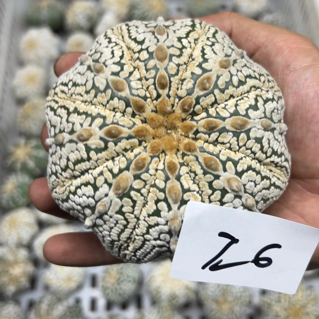 浪***石26 多肉植物仙人球