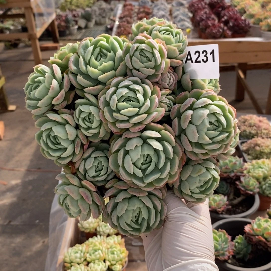 231西娜多头一物一拍