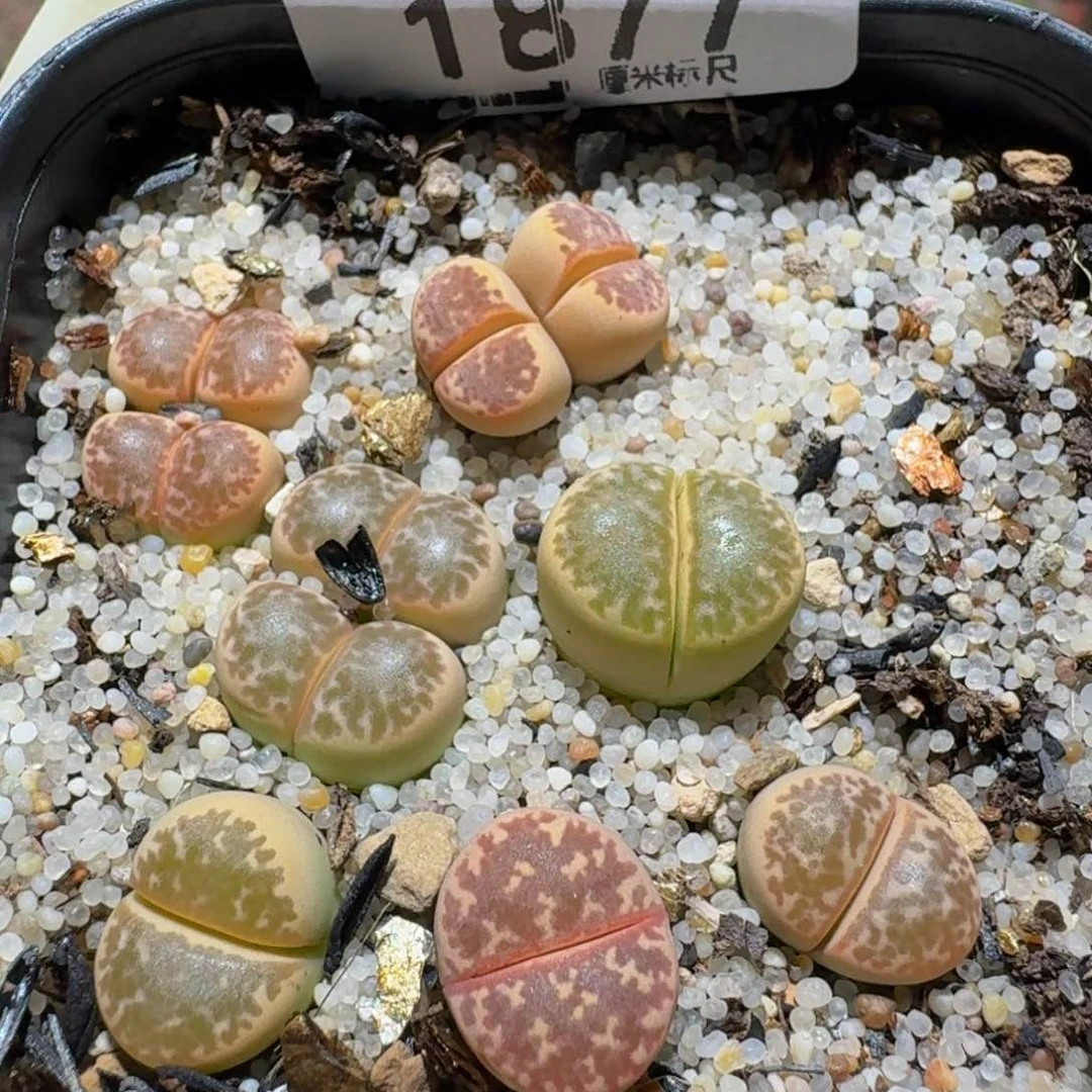 zzzz生石花肉锥1877