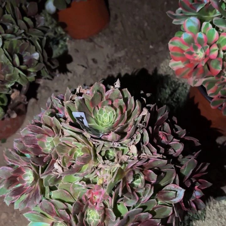 754万花筒多肉植物不售后