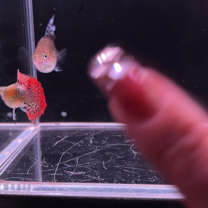 孔雀鱼龙鳞球种鱼1对