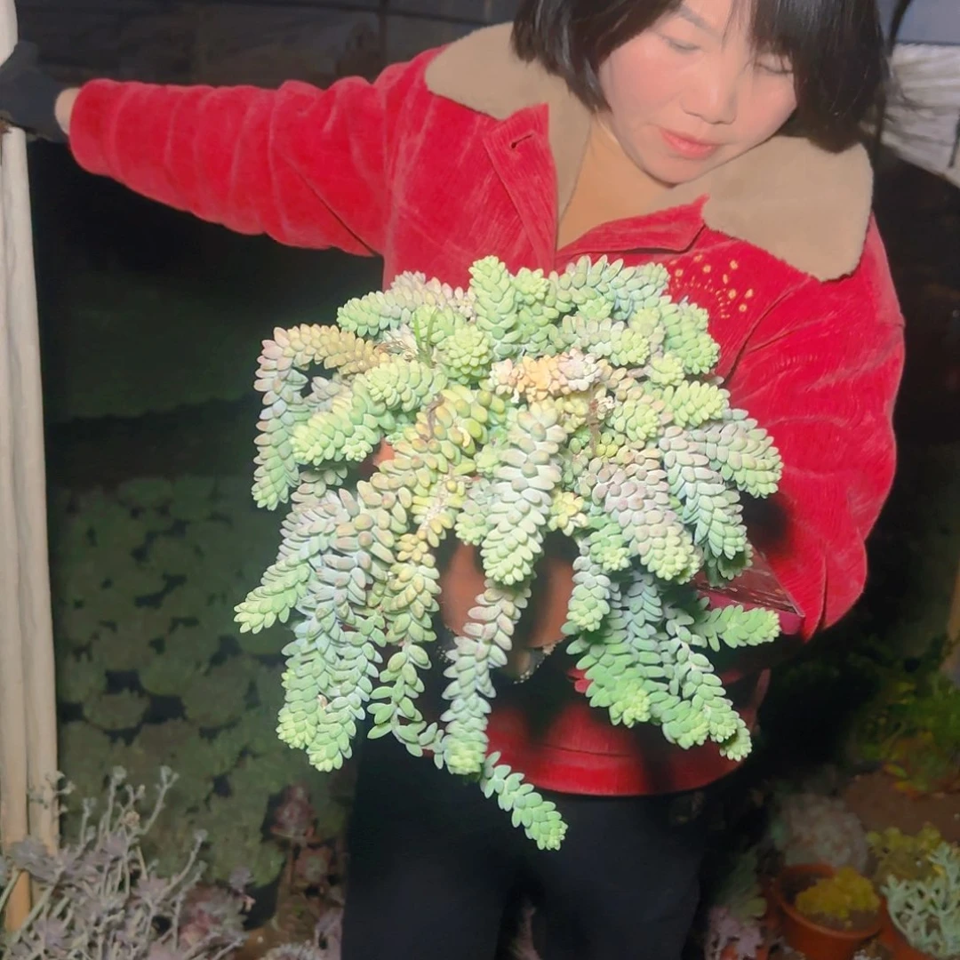 盆栽玉坠多肉多肉