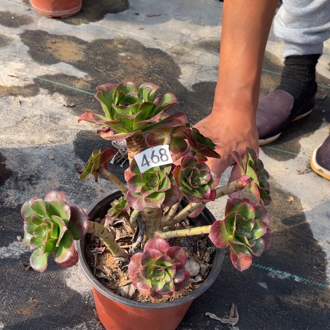 魅影七彩多肉植物法师