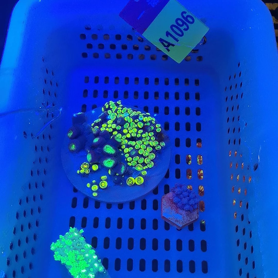 草皮珊瑚1096纽扣套餐