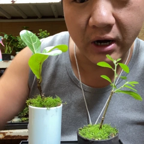 红陶一物一拍所见即所得5