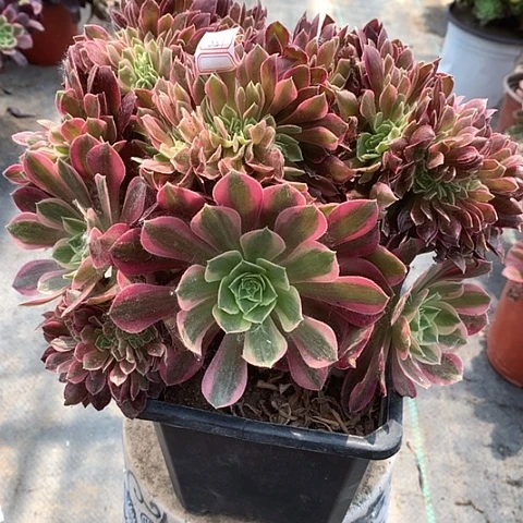 851女神木质多肉植物