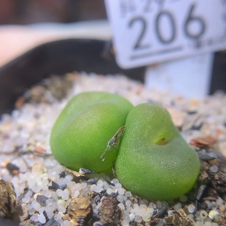 那***娘精品生生花29.206