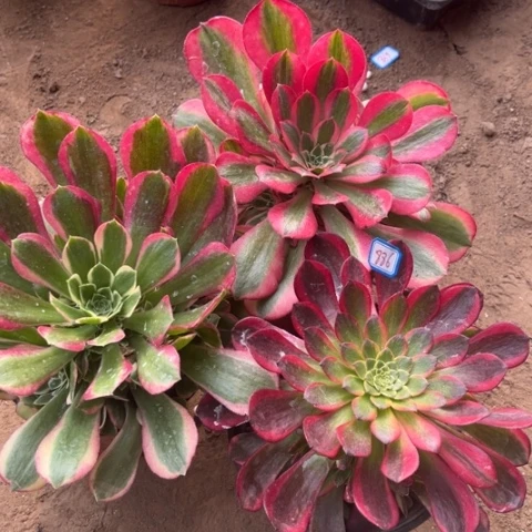 886多肉植物组合
