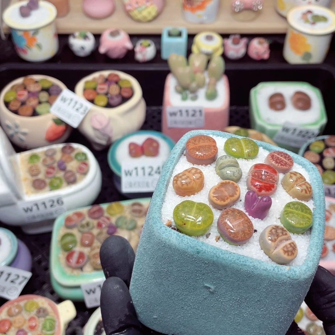 w1135--带盆土发货，零下地区拍保温箱