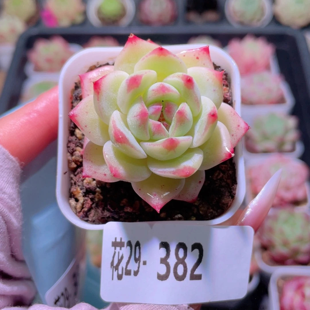 花利美29-382新品