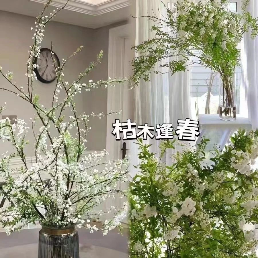 新疆西藏包邮爆款网红雪柳净化空气水养雪花耐寒植物花卉干枝遇水