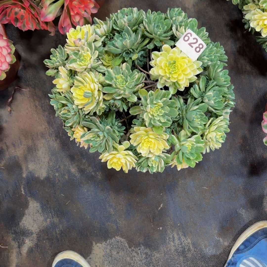 爱**仙多肉法师爱染锦628