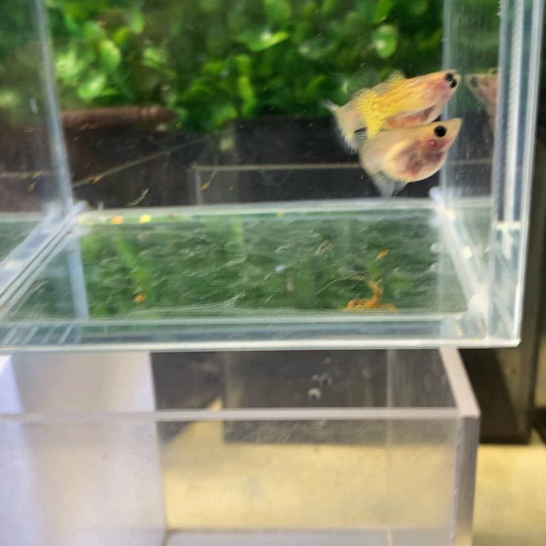 孔雀鱼黄蕾丝三条