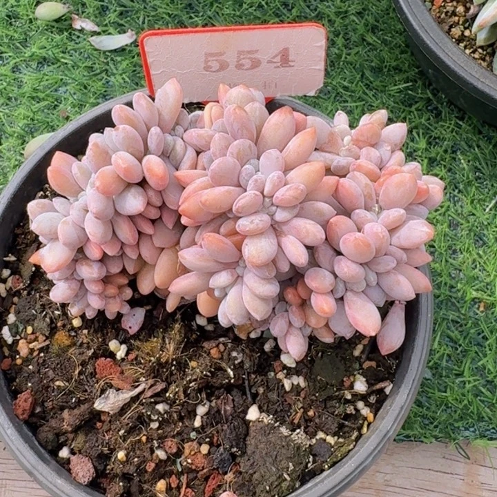 粉兔缀（瑕疵）554多肉植物一物一拍