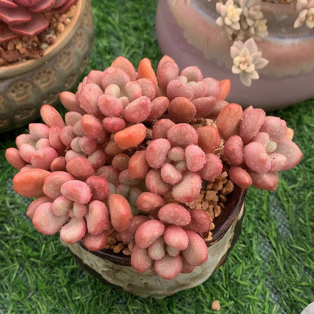 先锋派12 公分一物一拍