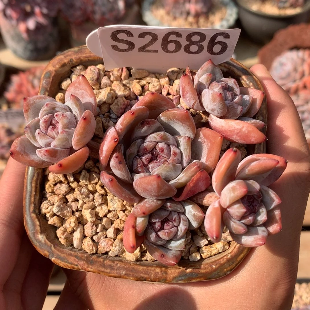 S2686 开播福利 星影小老桩 无砍 9.5cm