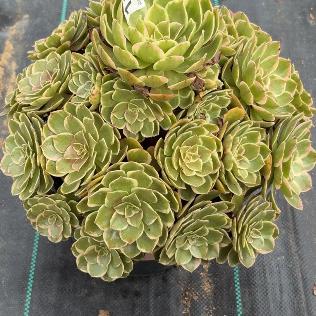 101粉花妖多肉植物发货