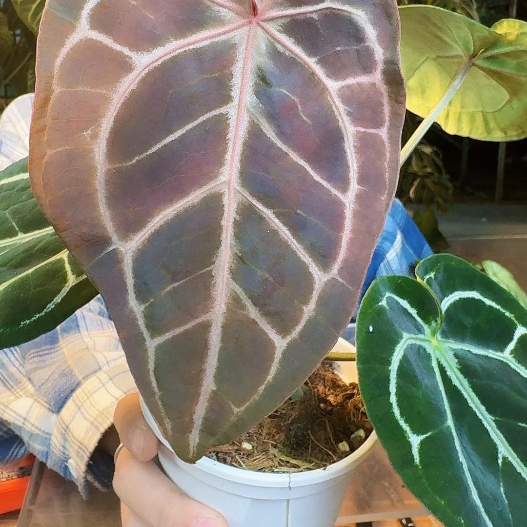 完全开放A87红水晶杂