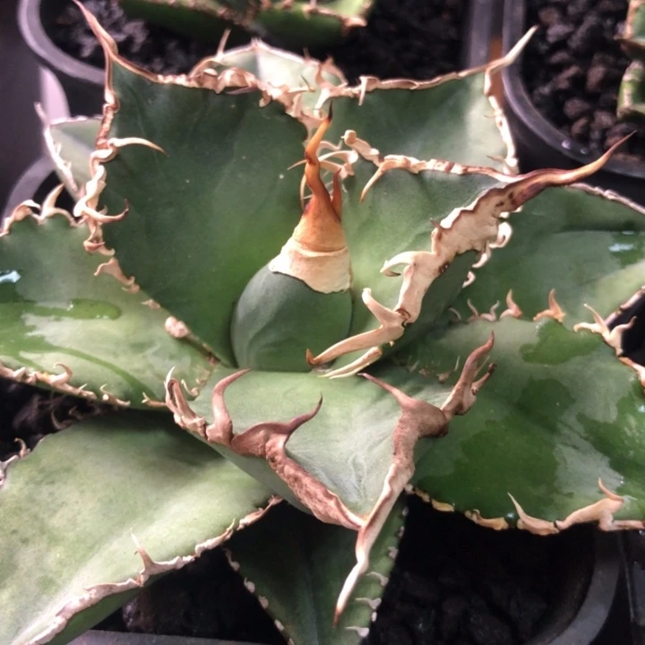 绿幽灵仁王冠龙舌兰