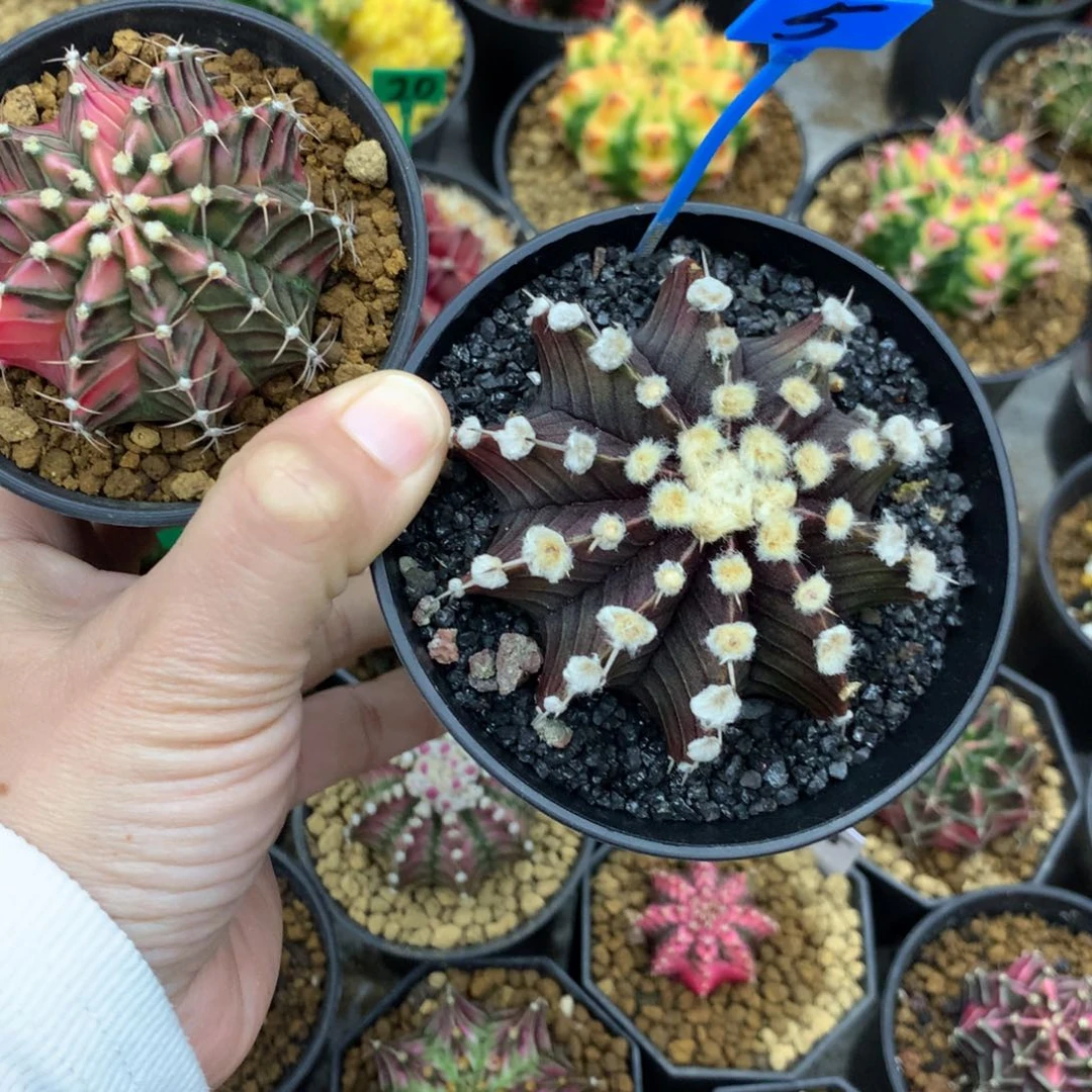 平**福仙人球米哈牡丹锦