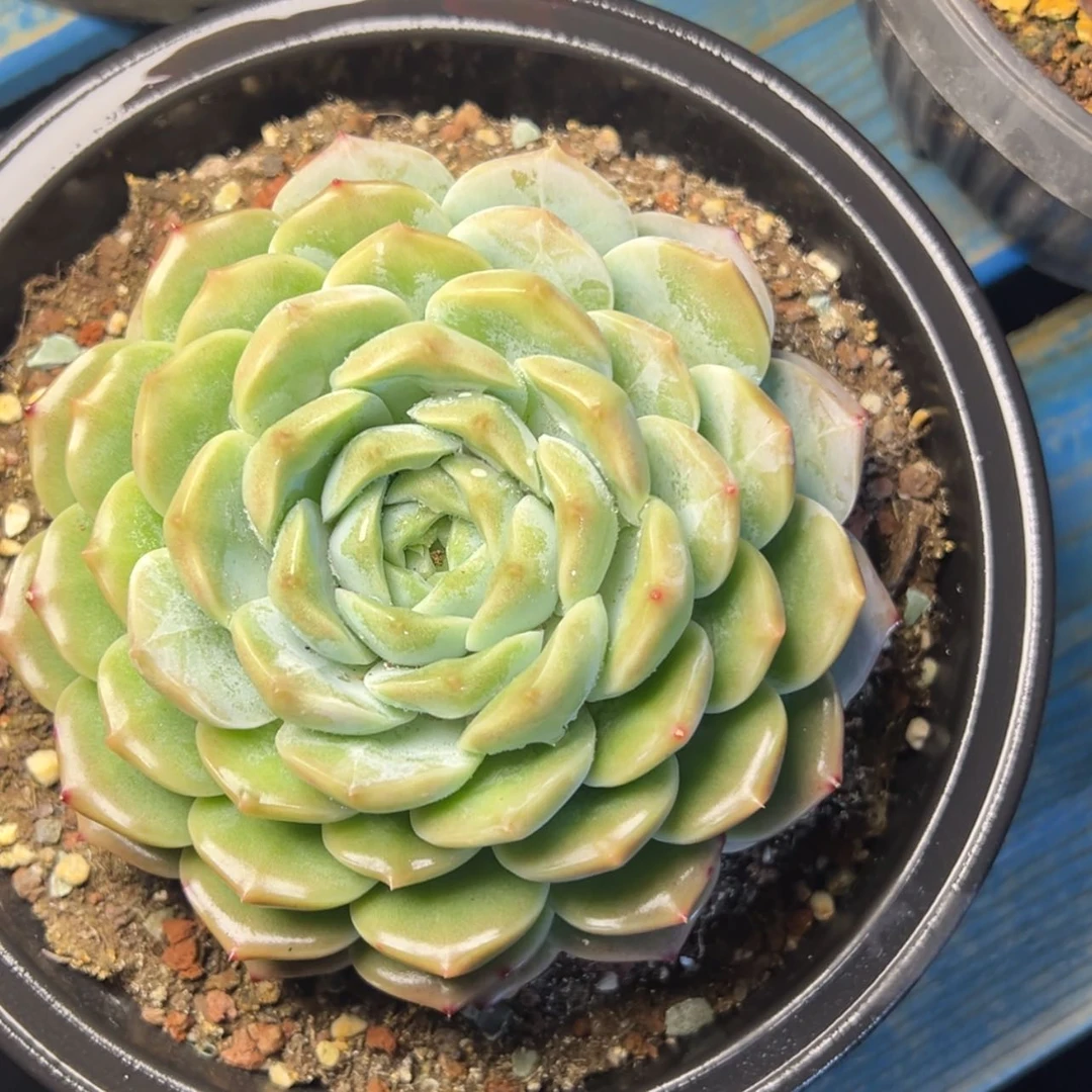【闪购商品】风****?雪花珍妮后代多肉29.8