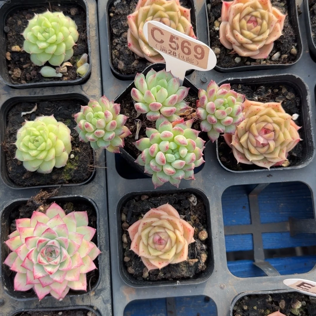 姬***_C569胭脂豆一物一拍