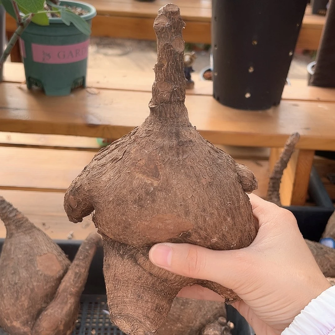 奇异油柑，企鹅造型，63号