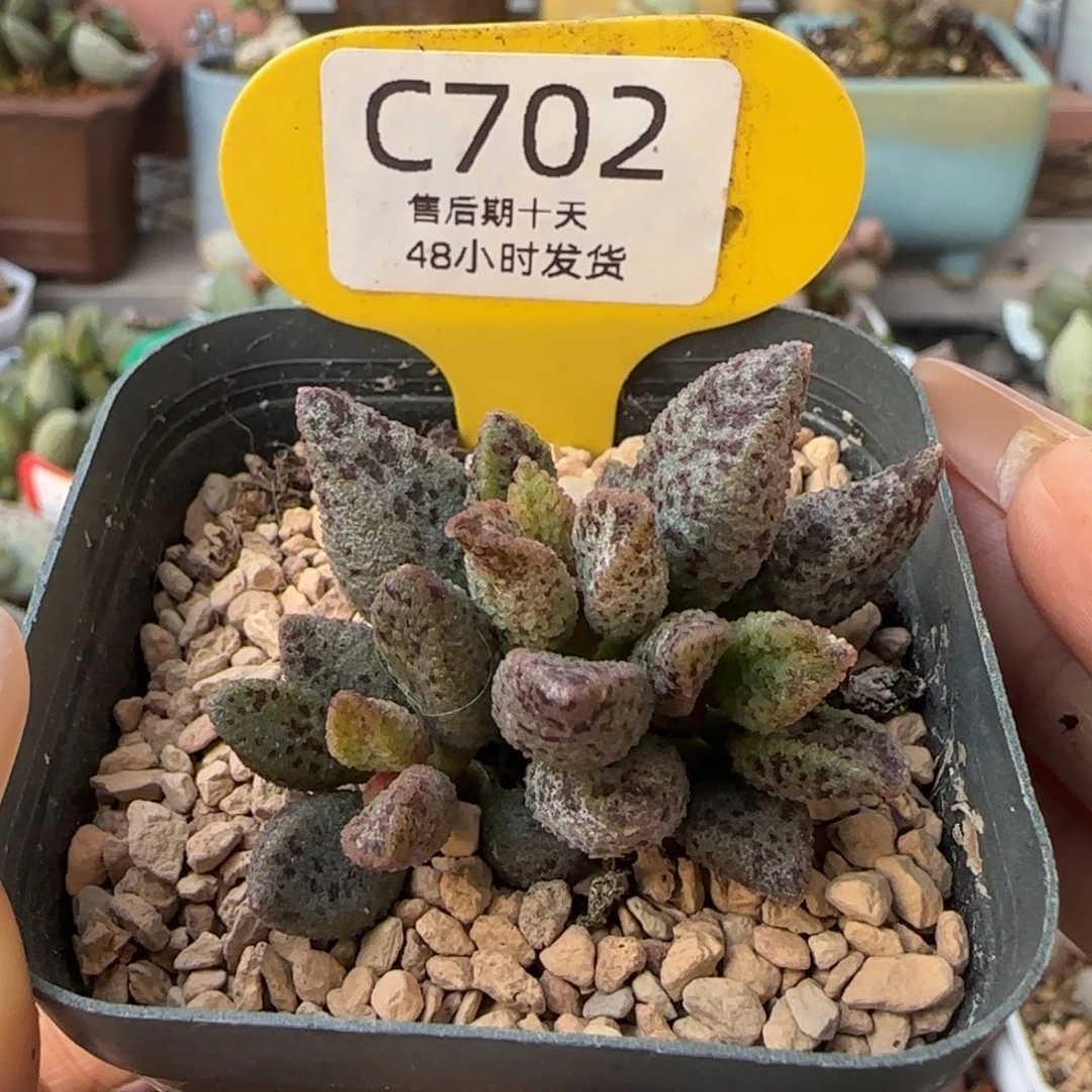 冰晶蛇皮。   702。