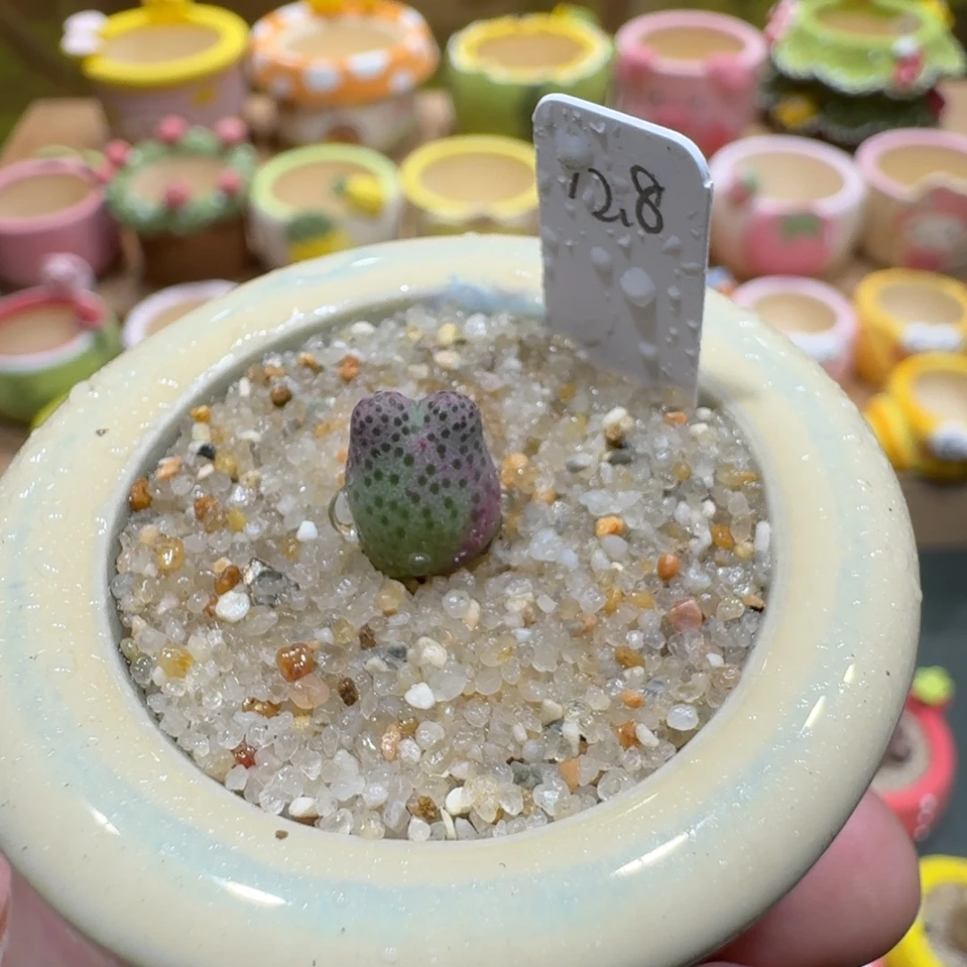 蘑菇1058一颗955d斑马多肉植物