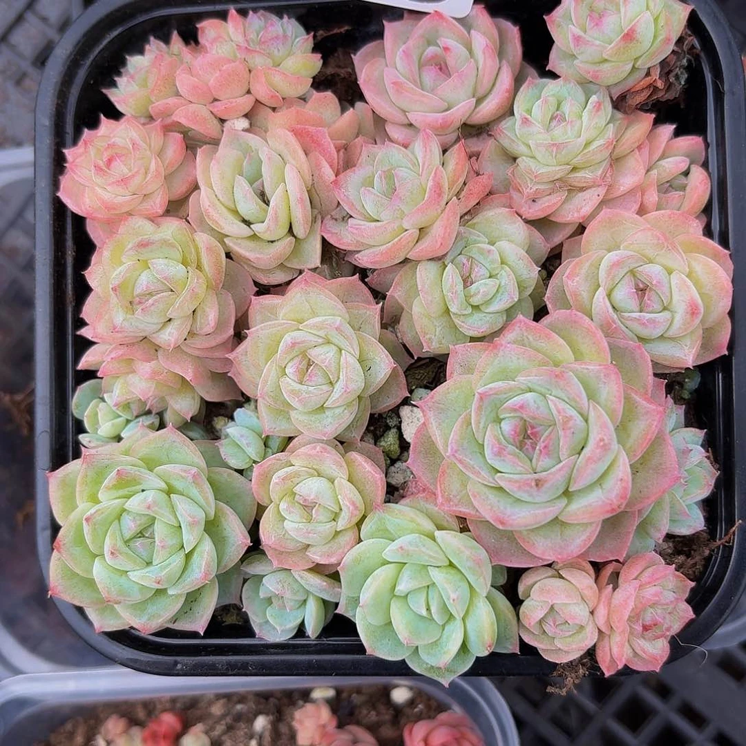 多肉植物多肉植物648