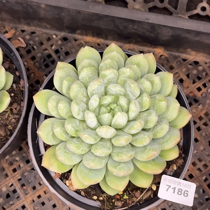 阿雅园艺。       7186百达翡翠