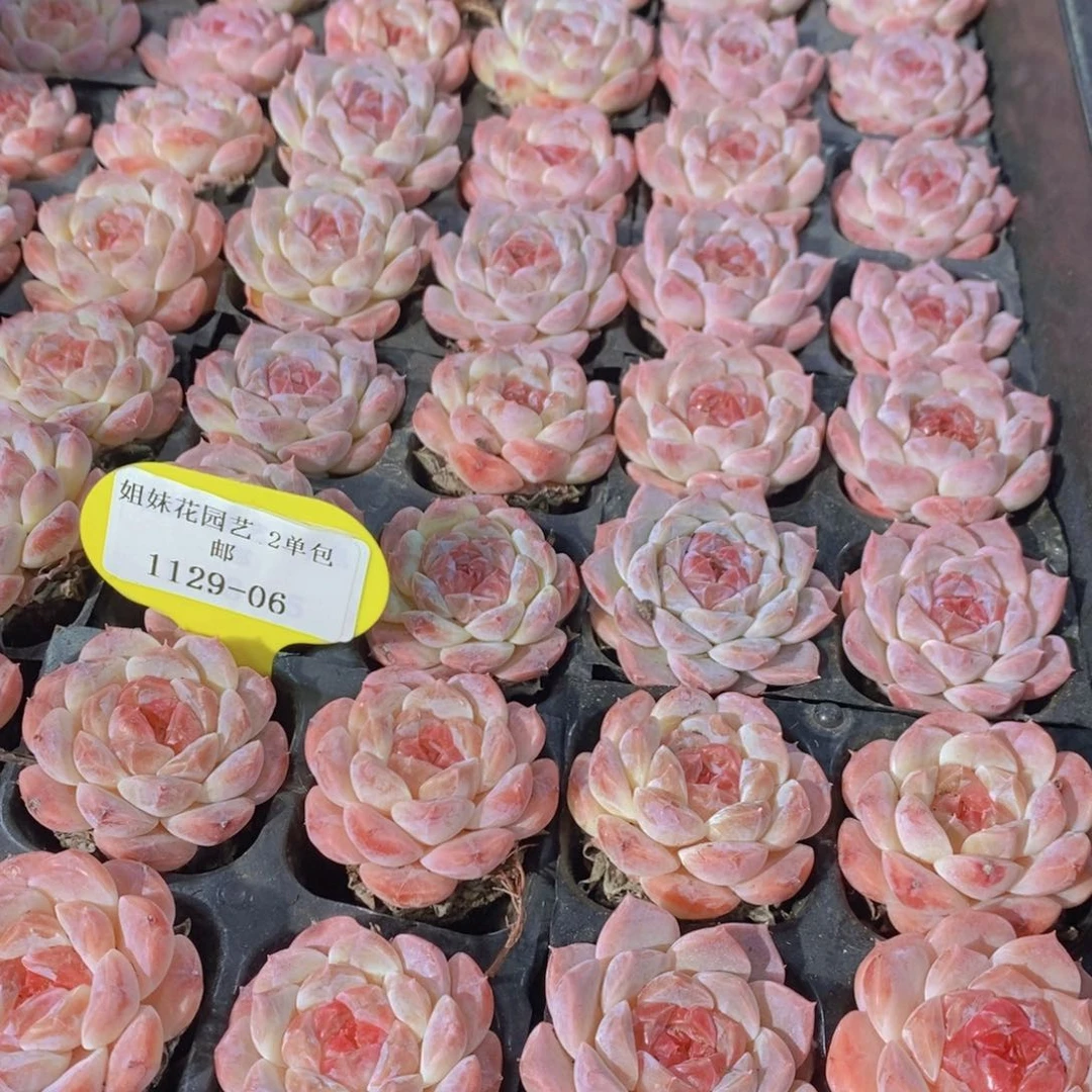 1129-06-精品樱花冰魄单头四个