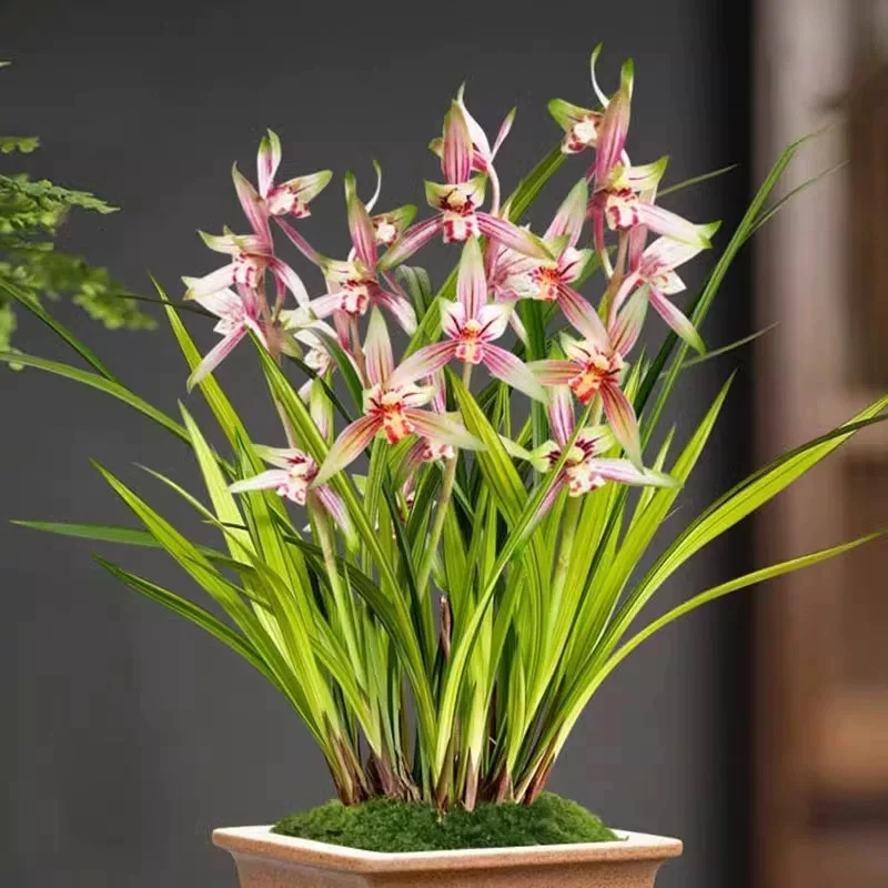 状元红兰花5花剑起耐寒好养品种广州基地直发开花浓香