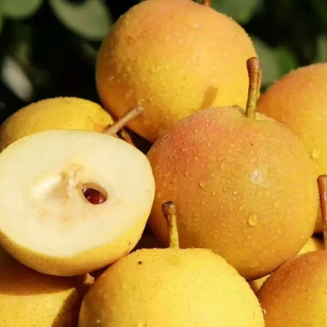 【一斤装】南果梨散装