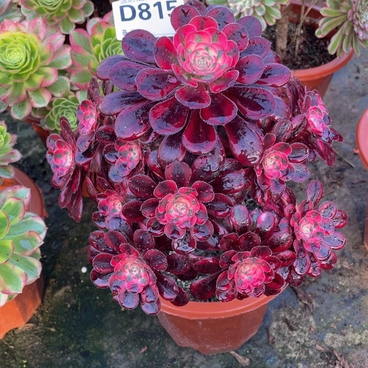 云****-815丽娜111111多肉