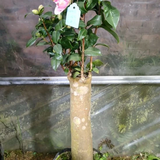 三品花佛鼎。白瑞奇梅布尔950