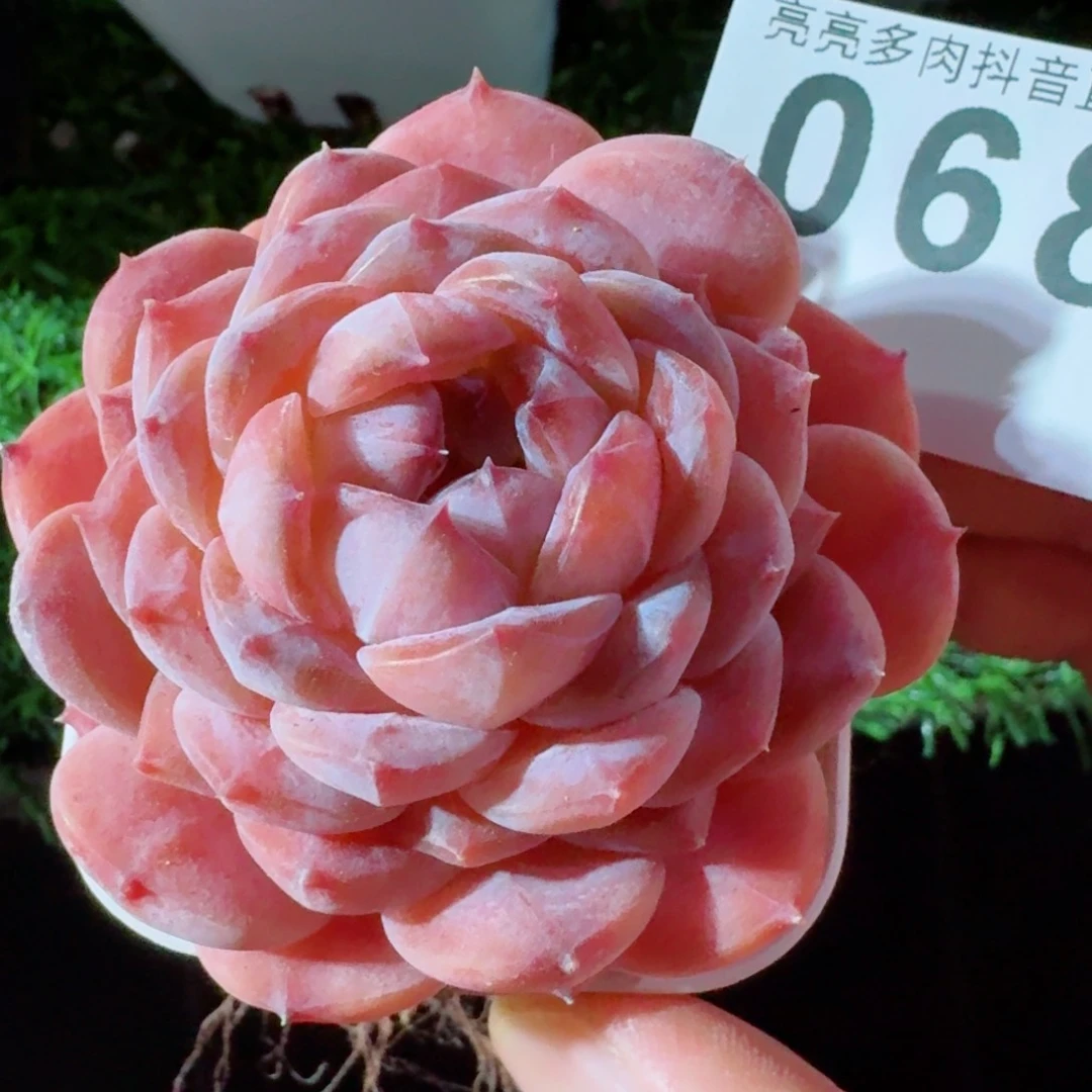 紫魄         精品多肉