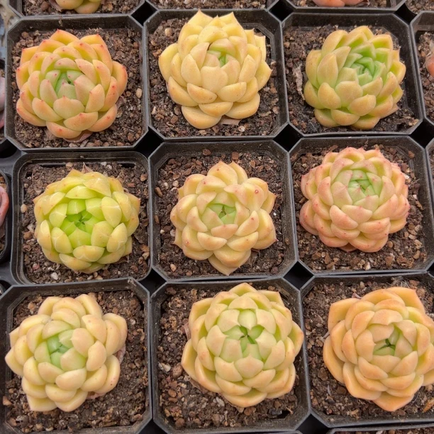 70#3颗金色琉璃珍妮(3-5cm)带盆土,不同个体随机发