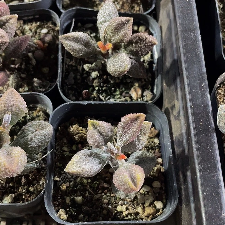 荔枝皮带盆土发货